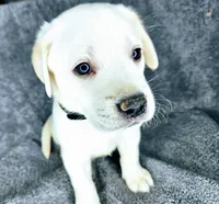 Milly AKC White, a female Labrador Retriever for sale in San Diego, CA – 1 of 4