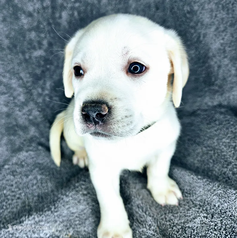 Milly AKC English White – Labrador Retriever puppy for sale in Fontana, CA