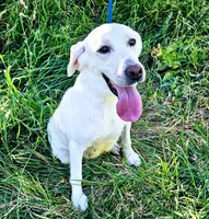 Mags AKC English White, a female Labrador Retriever for sale in Fontana, CA – 10 of 10