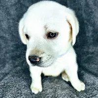 Lilly AKC White, a female Labrador Retriever for sale in San Diego, CA – 2 of 6