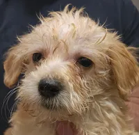 Gigi Micro f1b, a female Goldendoodle and Miniature Goldendoodle for sale in San Diego, CA – Photo 8 of 10