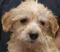 Gigi Micro f1b, a female Goldendoodle and Miniature Goldendoodle for sale in San Diego, CA – Photo 4 of 10