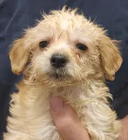 Gigi Micro f1b, a female Goldendoodle and Miniature Goldendoodle for sale in San Diego, CA – Photo 6 of 10