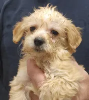 Gigi Micro f1b, a female Goldendoodle and Miniature Goldendoodle for sale in San Diego, CA – Photo 7 of 10