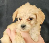 Gigi Micro f1b, a female Goldendoodle and Miniature Goldendoodle for sale in San Diego, CA – Photo 1 of 10