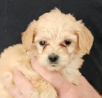 Gigi Micro f1b, a female Goldendoodle and Miniature Goldendoodle for sale in San Diego, CA – Photo 3 of 10