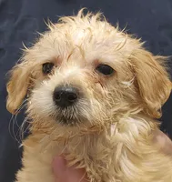 Gigi Micro f1b, a female Goldendoodle and Miniature Goldendoodle for sale in San Diego, CA – Photo 9 of 10