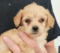 Gigi Micro f1b, a female Goldendoodle and Miniature Goldendoodle for sale in San Diego, CA – Photo 2 of 10