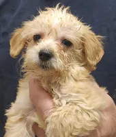 Gigi Micro f1b, a female Goldendoodle and Miniature Goldendoodle for sale in San Diego, CA – Photo 5 of 10