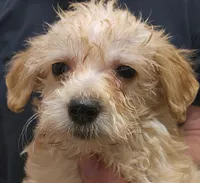 Gigi Micro f1b, a female Goldendoodle and Miniature Goldendoodle for sale in San Diego, CA – Photo 10 of 10