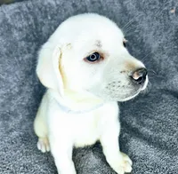 Lilly AKC White, a female Labrador Retriever for sale in San Diego, CA – 5 of 6