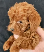 Guy Micro f1b, a male Goldendoodle and Miniature Goldendoodle for sale in San Diego, CA – Photo 3 of 5