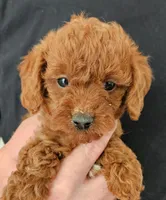 Guy Micro f1b, a male Goldendoodle and Miniature Goldendoodle for sale in San Diego, CA – Photo 1 of 5