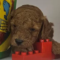Sam Mini F1b, a male Labradoodle and Miniature Labradoodle for sale in San Diego, CA – Photo 1 of 10