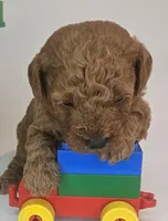 Sam Mini F1b, a male Labradoodle and Miniature Labradoodle for sale in San Diego, CA – Photo 4 of 10