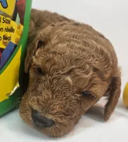 Sam Mini F1b, a male Labradoodle and Miniature Labradoodle for sale in San Diego, CA – Photo 7 of 10