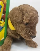 Sam Mini F1b, a male Labradoodle and Miniature Labradoodle for sale in San Diego, CA – Photo 8 of 10