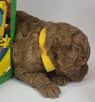 Sam Mini F1b, a male Labradoodle and Miniature Labradoodle for sale in San Diego, CA – Photo 5 of 10