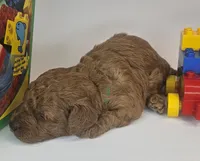 Sam Mini F1b, a male Labradoodle and Miniature Labradoodle for sale in San Diego, CA – Photo 6 of 10