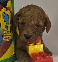 Sam Mini F1b, a male Labradoodle and Miniature Labradoodle for sale in San Diego, CA – Photo 2 of 10