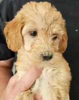 Gracie Micro fib, a female Goldendoodle and Miniature Goldendoodle for sale in San Diego, CA – Photo 4 of 4