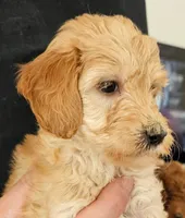 Gracie Micro fib, a female Goldendoodle and Miniature Goldendoodle for sale in San Diego, CA – Photo 3 of 4