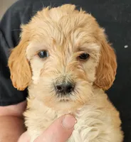 Gracie Micro fib, a female Goldendoodle and Miniature Goldendoodle for sale in San Diego, CA – Photo 1 of 4