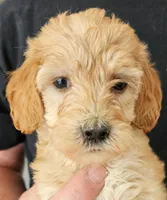 Gracie Micro fib, a female Goldendoodle and Miniature Goldendoodle for sale in San Diego, CA – Photo 2 of 4