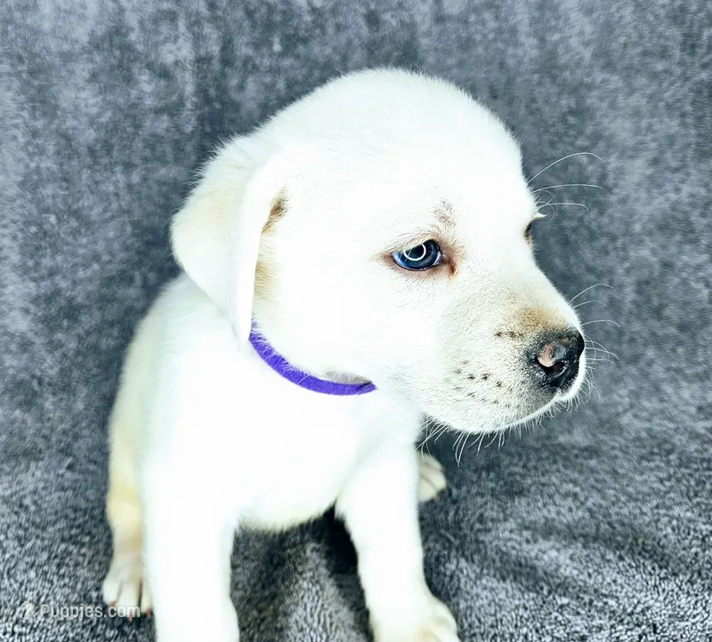 Mags AKC White – Labrador Retriever puppy for sale in San Diego, CA