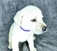 Mags AKC White, a female Labrador Retriever for sale in San Diego, CA – 1 of 6
