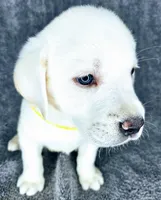 Bailey AKC White, a female Labrador Retriever for sale in San Diego, CA – 4 of 5