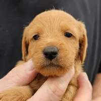 Scout Micro f1b, a male Labradoodle and Miniature Labradoodle for sale in San Diego, CA – Photo 6 of 8