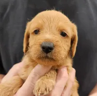 Scout Micro f1b, a male Labradoodle and Miniature Labradoodle for sale in San Diego, CA – Photo 8 of 8