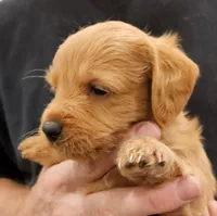 Scout Micro f1b, a male Labradoodle and Miniature Labradoodle for sale in San Diego, CA – Photo 7 of 8