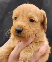 Scout Micro f1b, a male Labradoodle and Miniature Labradoodle for sale in San Diego, CA – Photo 5 of 8