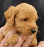 Scout Micro f1b, a male Labradoodle and Miniature Labradoodle for sale in San Diego, CA – Photo 3 of 8