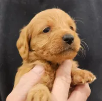 Scout Micro f1b, a male Labradoodle and Miniature Labradoodle for sale in San Diego, CA – Photo 4 of 8
