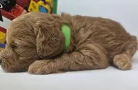 Lily Mini F1b, a female Labradoodle and Miniature Labradoodle for sale in San Diego, CA – Photo 7 of 10