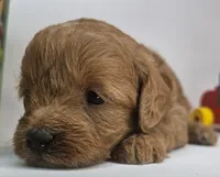 Lily Mini F1b, a female Labradoodle and Miniature Labradoodle for sale in San Diego, CA – Photo 2 of 10
