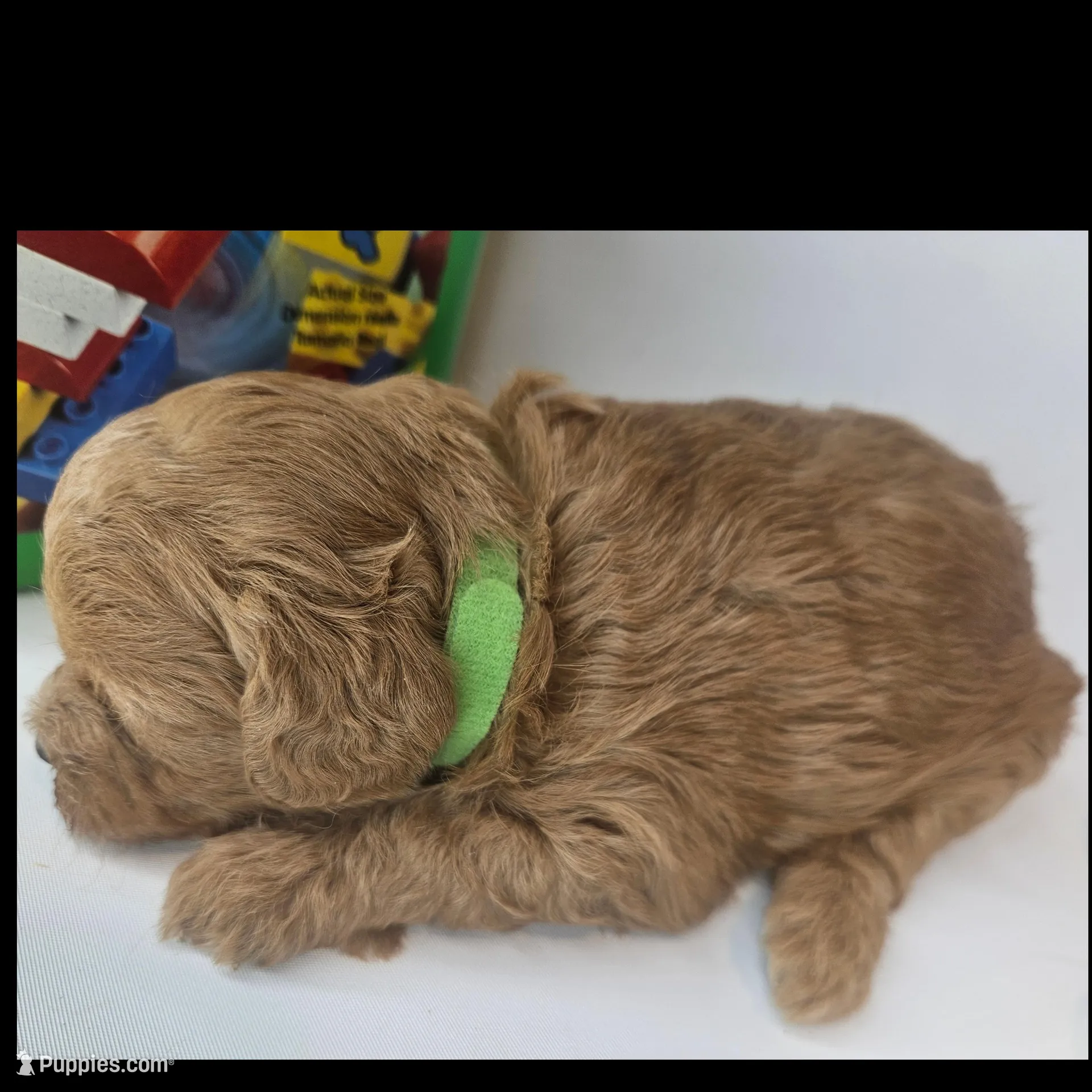Lily Mini F1b, a female Labradoodle and Miniature Labradoodle for sale in San Diego, CA – Photo 8 of 10