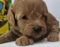 Lily Mini F1b, a female Labradoodle and Miniature Labradoodle for sale in San Diego, CA – Photo 4 of 10