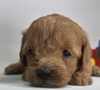 Lily Mini F1b, a female Labradoodle and Miniature Labradoodle for sale in San Diego, CA – Photo 1 of 10