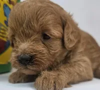 Lily Mini F1b, a female Labradoodle and Miniature Labradoodle for sale in San Diego, CA – Photo 6 of 10