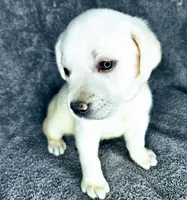 Lilly AKC White, a female Labrador Retriever for sale in San Diego, CA – 4 of 6