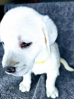 Bailey AKC White, a female Labrador Retriever for sale in San Diego, CA – 5 of 5