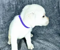 Mags AKC White, a female Labrador Retriever for sale in San Diego, CA – 3 of 6