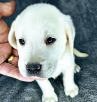Bailey AKC White, a female Labrador Retriever for sale in San Diego, CA – 2 of 5