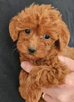 Gus Micro f1b, a male Goldendoodle and Miniature Goldendoodle for sale in San Diego, CA – Photo 3 of 4