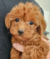 Gus Micro f1b, a male Goldendoodle and Miniature Goldendoodle for sale in San Diego, CA – Photo 1 of 4