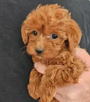 Gus Micro f1b, a male Goldendoodle and Miniature Goldendoodle for sale in San Diego, CA – Photo 2 of 4